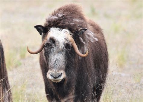 Muskox Identification, Alaska Department of Fish and Game