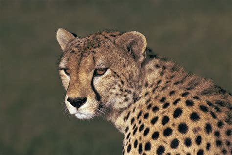 Cheetah - Fastest Cat, Endangered Species, African Plains | Britannica