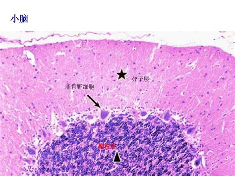 组织学与胚胎学图谱ppt课件word文档在线阅读与下载无忧文档