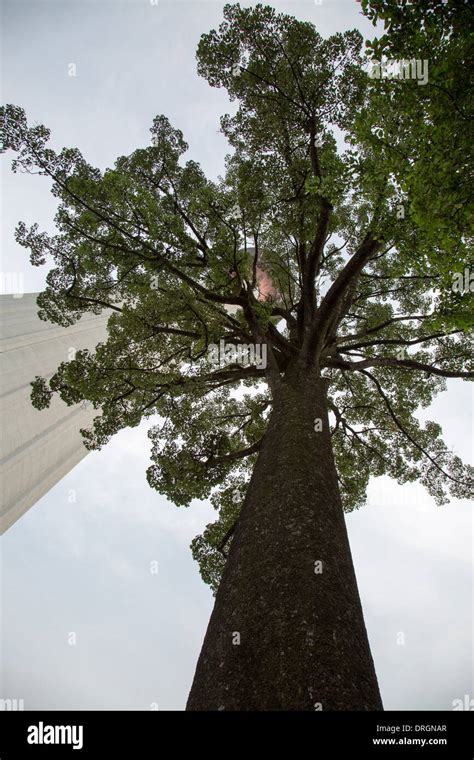 The Jelutong Tree At The Telecoms Tower Kl Tower At Kuala Lumpur