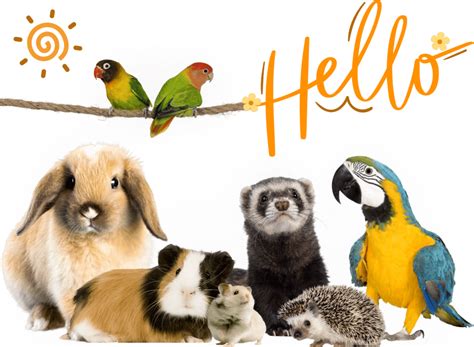 Small Pets | PawCool