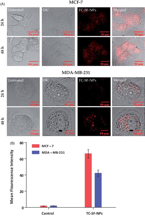 Cellular Uptake Of Tc Sf Nps By Mcf And Mdamb Cell Lines A