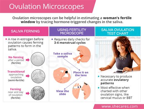 Pin On Understanding Ovulation