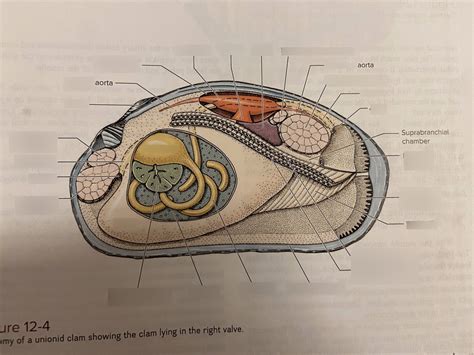 Clam dissection diagram Diagram | Quizlet