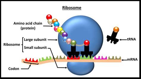 Ribosome Liên Kết Là Gì Đặc Trưng Cấu Tạo Và Chức Năng