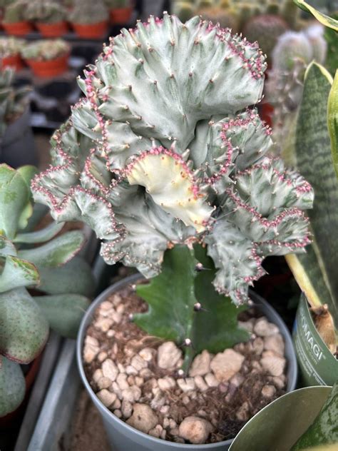 Euphorbia Lactea White Ghost Cristata Sukulenty Euphorbia