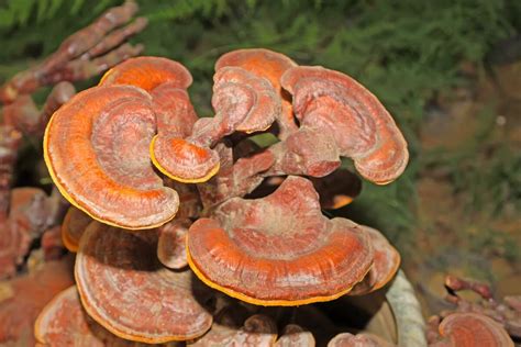 Ganoderma lucidum hongos reishi qué es y para qué sirve