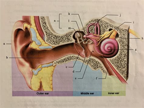 Ear Diagram Diagram | Quizlet