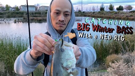 Winter Pond Bass Fishing With A Ned Rig Catching Public Pressured Bass