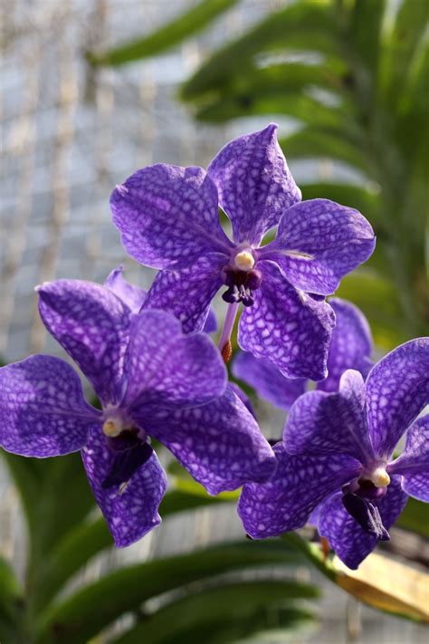 Vanda Orchids Beginner S Care Guide Pictures Artofit