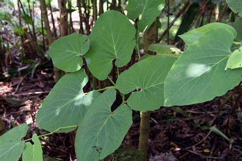 Piper Auritum Uf Ifas Assessment University Of Florida Institute