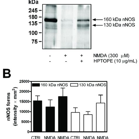 Evaluation Of Neuronal Nitric Oxide Synthase NNOS In Cortical Neurons