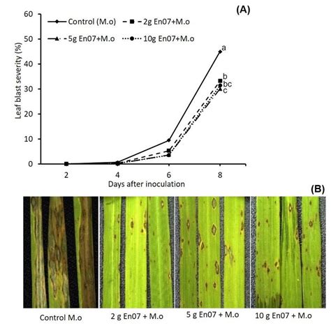 A Area Under The Disease Progress Curve Audpc For Rice Plants