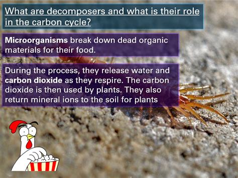 Carbon Cycle With Questions And Answers Teaching Resources