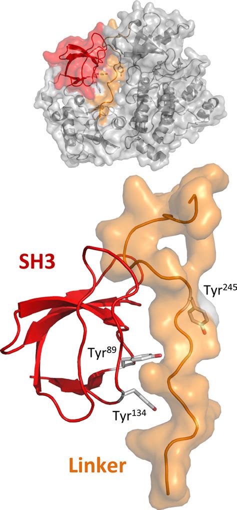 Reorientation Of The Sh Domain As A Function Of Abl Kinase Activation