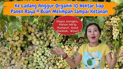 Buahnya Melimpah Bikin Ngiler Hektar Anggur Organik Bentar Lagi