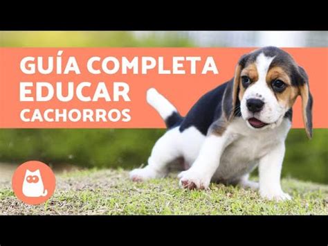 Cómo adiestrar a un perro Cachorro y adulto consejos de expertos