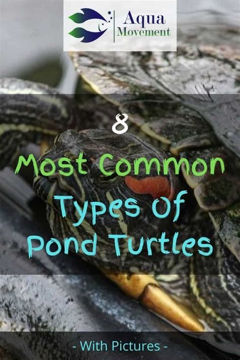 Common Types Of Pond Turtles With Pictures Aqua Movement Turtle