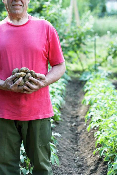 Garden Bugs On Potatoes