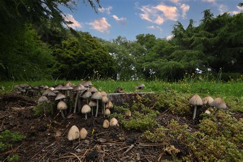 Fungal Party Coprinellus Sect Micacei Tasman New Zeala