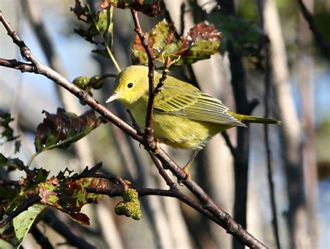 Yellow Warbler Bird Tree - Free photo on Pixabay - Pixabay