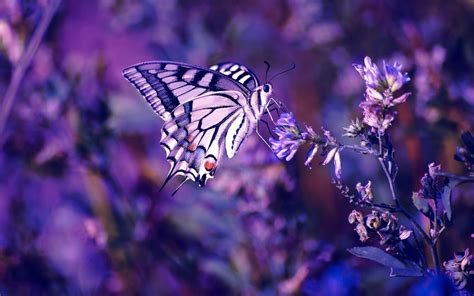 Wallpaper X Px Butterfly Flowers Insect X