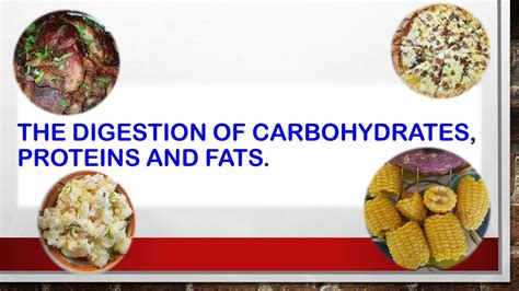 Chemical Digestion Of Carbohydrates Proteins And Fats Ppt Infoupdate Org