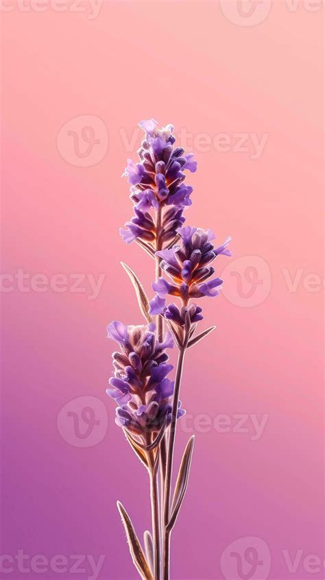 Lavender Purple Flower Blurred Background 26198554 Stock Photo At Vecteezy