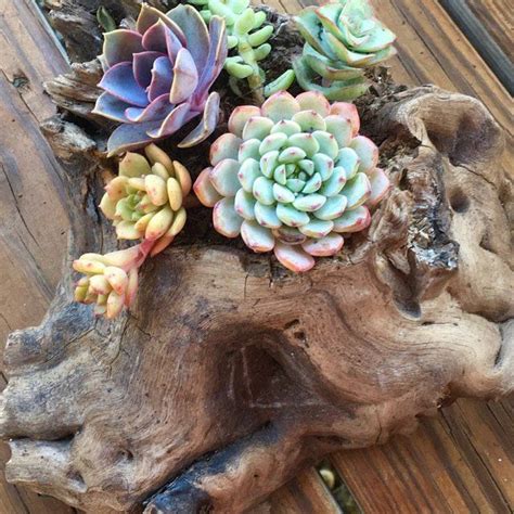 Driftwood Succulents Succulents Plants Driftwood