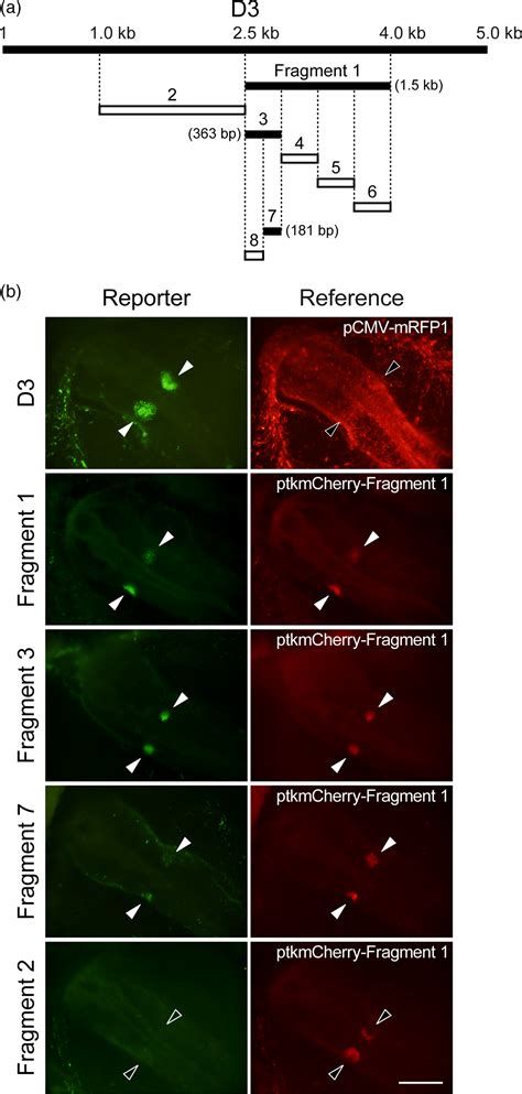 Cooperation Of Sall4 And Sox8 Transcription Factors In The Regulation