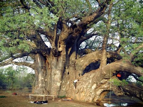 The Sagole Baobab The World S Largest Baobab Located In South Africa Explore The Ancient