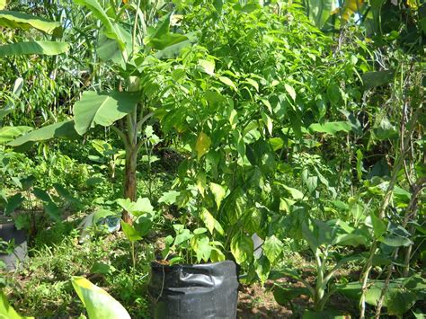 Kenali Pokok Sayangi Pokok Tanaman Cili Dalam Polybag