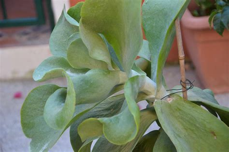 Ornamental De Cerde A Kalanchoe Thyrsiflora