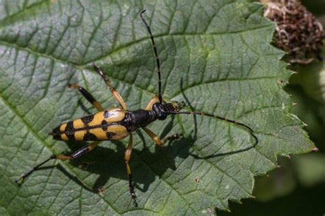 Black and Yellow Longhorn Beetle: Identification, Life Cycle, Facts ...