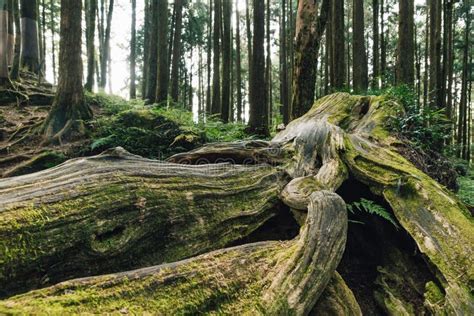 Close Up Of Giant Root Of Long Live Pine Trees With Moss In The Forest