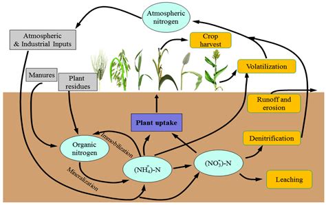 Agronomy Free Full Text Resource Use Efficiencies Of C And C