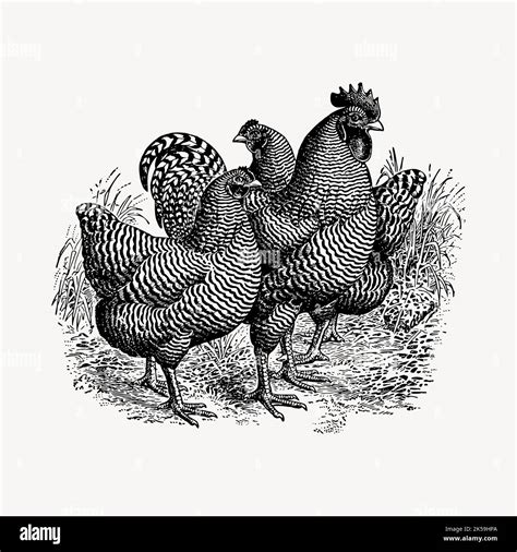 Chickens Clipart Vintage Hand Drawn Vector Stock Vector Image And Art