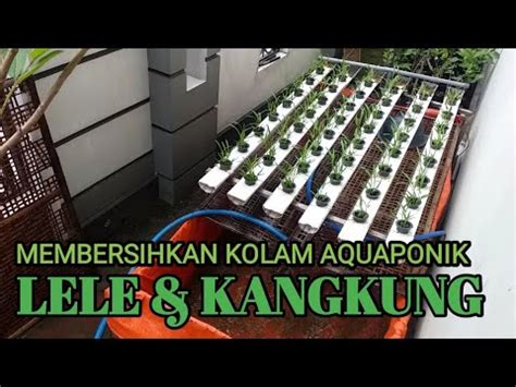 Menguras Kolam Aquaponik Ikan Lele Dan Kangkung Youtube