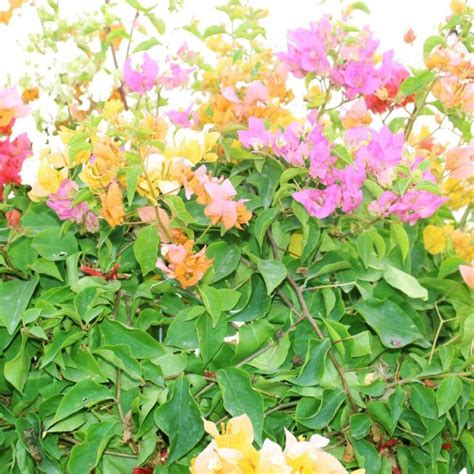 Bougainvillea One Head Grafted Souq Garden