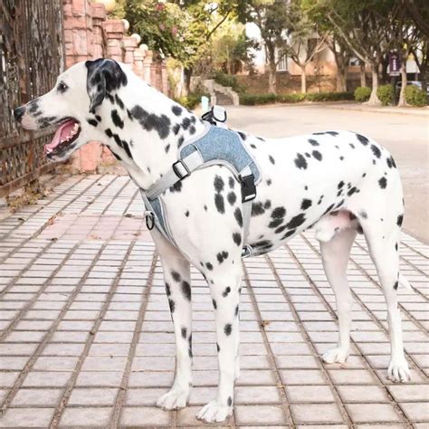 Una Mascota Pechera Reforzada Para Perro Arn S De Seguridad Para Perro