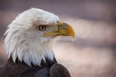 Bald Eagle Portrait By Daniela Pintimalli Redbubble