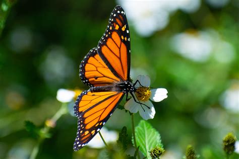 Migratory monarch butterfly now Endangered - IUCN Red List | Butterfly ...