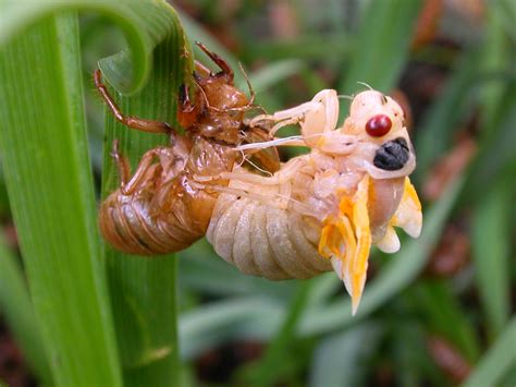 File:Cicada Molting.jpg