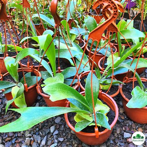 Cuerno de Alce Platycerium Vivero Chillan Árboles y Plantas