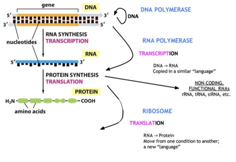 Lecture Translation From Mrna To Protein Flashcards Quizlet