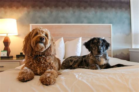 Top Dog Friendly Hotels On The Coast Oregon Coast Visitors Association