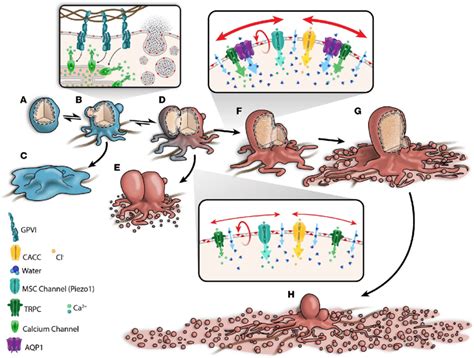 Water Entry Via Aquaporin 1 Mediates A Stretch Induced Amplification Of