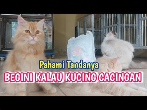 Ciri Ciri Kucing Cacingan Bisa Dilihat Dari Cara Berikut Ini Youtube