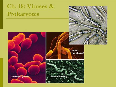 Ppt Ch Viruses Prokaryotes Powerpoint Presentation Free