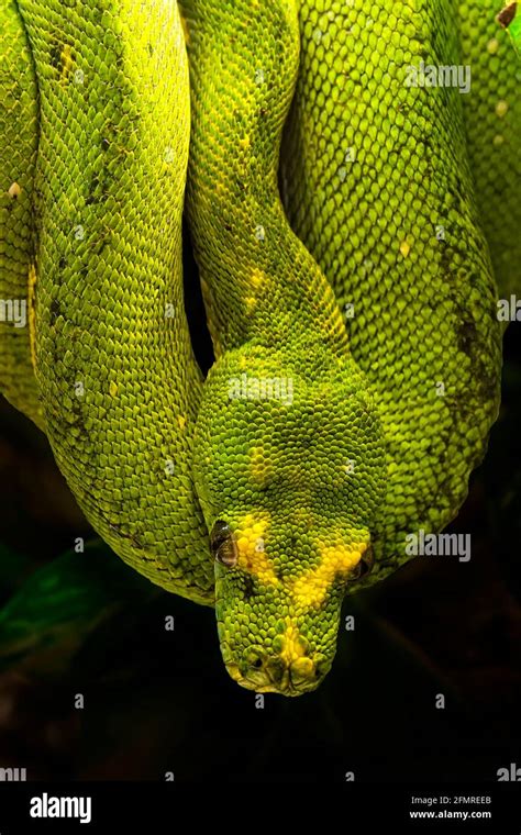 Morelia Viridis The Green Tree Python Is A Species Of Python Found In